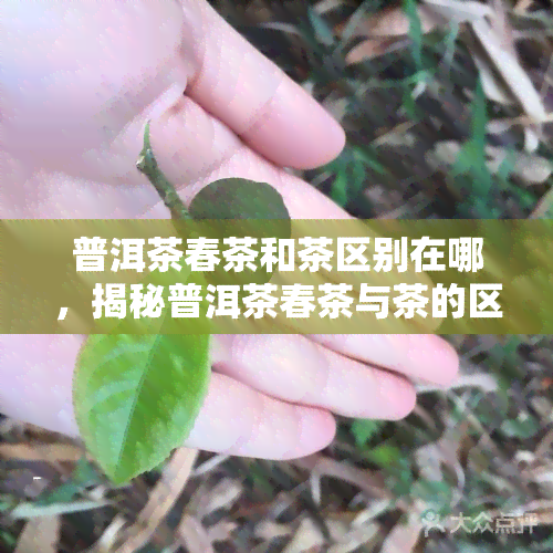 普洱茶春茶和茶区别在哪，揭秘普洱茶春茶与茶的区别，你了解吗？