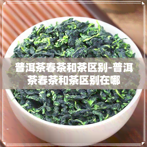 普洱茶春茶和茶区别-普洱茶春茶和茶区别在哪