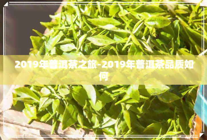 2019年普洱茶之旅-2019年普洱茶品质如何