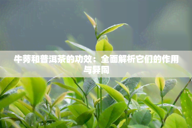 牛蒡和普洱茶的功效：全面解析它们的作用与异同