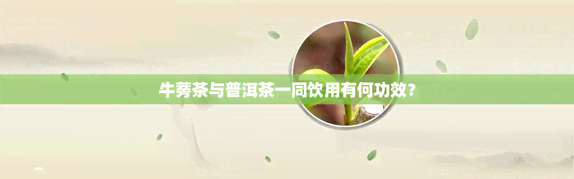 牛蒡茶与普洱茶一同饮用有何功效？