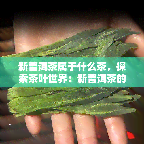 新普洱茶属于什么茶，探索茶叶世界：新普洱茶的分类与特点