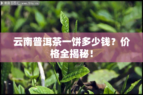 云南普洱茶一饼多少钱？价格全揭秘！