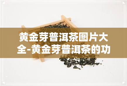 黄金芽普洱茶图片大全-黄金芽普洱茶的功效与作用