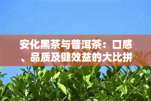 安化黑茶与普洱茶：口感、品质及健效益的大比拼