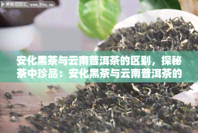 安化黑茶与云南普洱茶的区别，探秘茶中珍品：安化黑茶与云南普洱茶的差异之处