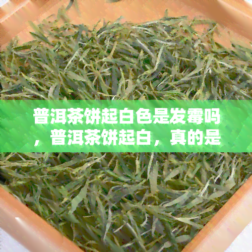 普洱茶饼起白色是发霉吗，普洱茶饼起白，真的是发霉了吗？