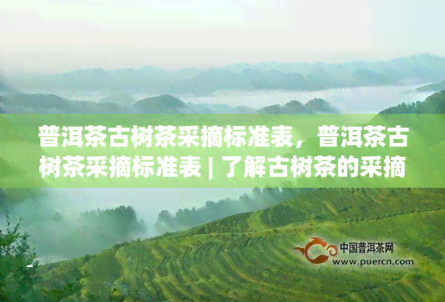 普洱茶古树茶采摘标准表，普洱茶古树茶采摘标准表 | 了解古树茶的采摘要求