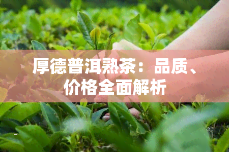 厚德普洱熟茶：品质、价格全面解析