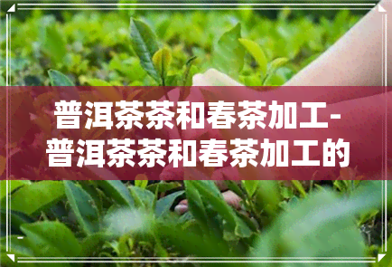 普洱茶茶和春茶加工-普洱茶茶和春茶加工的区别