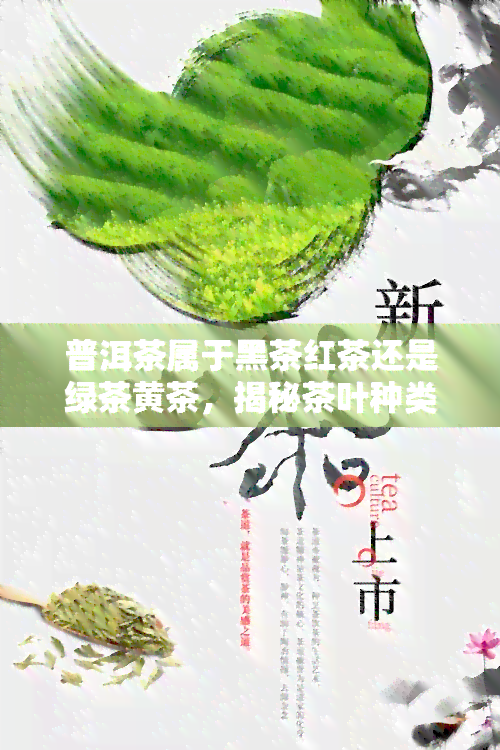 普洱茶属于黑茶红茶还是绿茶黄茶，揭秘茶叶种类：普洱茶究竟属于哪一类？