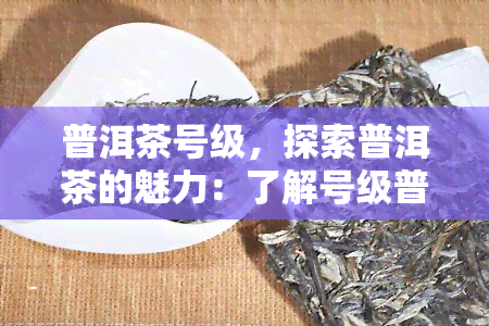 普洱茶号级，探索普洱茶的魅力：了解号级普洱茶的独特之处