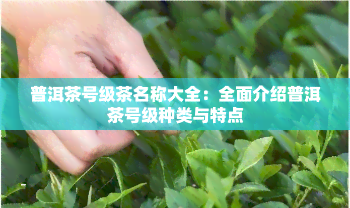 普洱茶号级茶名称大全：全面介绍普洱茶号级种类与特点