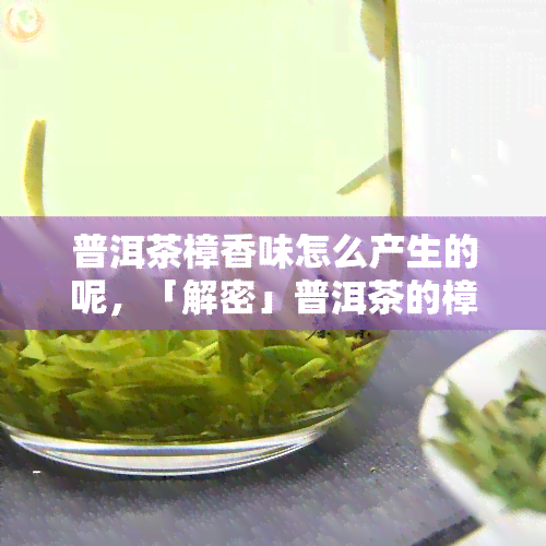 普洱茶樟香味怎么产生的呢，「解密」普洱茶的樟香味是如何产生的？