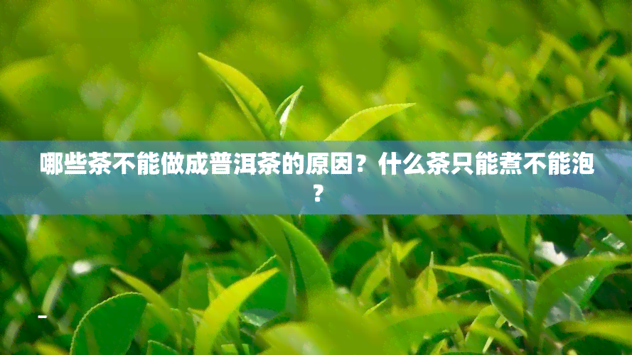 哪些茶不能做成普洱茶的原因？什么茶只能煮不能泡？