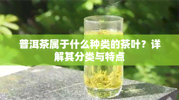 普洱茶属于什么种类的茶叶？详解其分类与特点