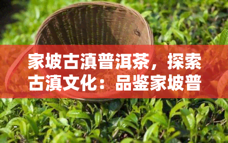 家坡古滇普洱茶，探索古滇文化：品鉴家坡普洱茶的独特韵味