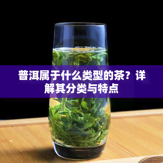 普洱属于什么类型的茶？详解其分类与特点