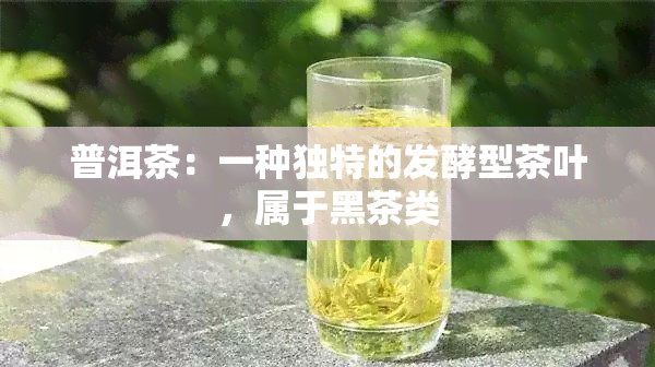 普洱茶：一种独特的发酵型茶叶，属于黑茶类