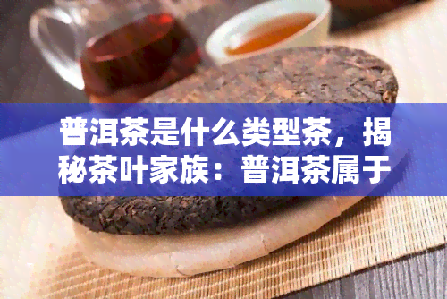 普洱茶是什么类型茶，揭秘茶叶家族：普洱茶属于哪种类型的茶？