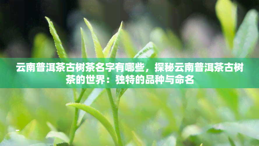 云南普洱茶古树茶名字有哪些，探秘云南普洱茶古树茶的世界：独特的品种与命名