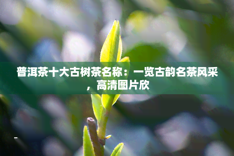 普洱茶十大古树茶名称：一览古韵名茶风采，高清图片欣