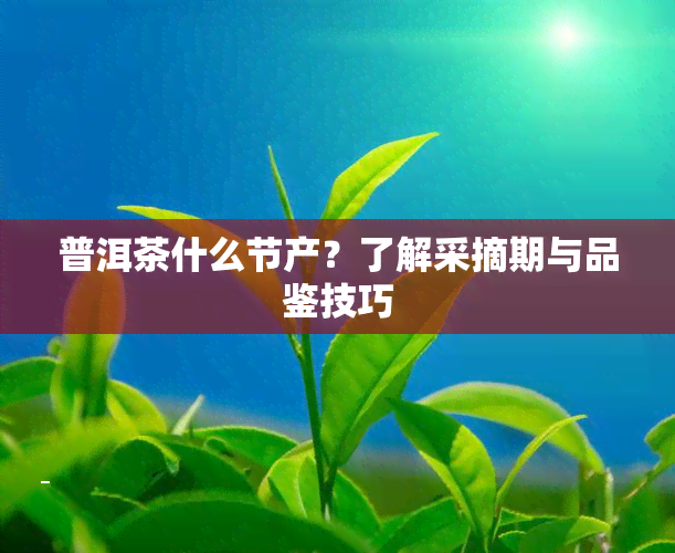 普洱茶什么节产？了解采摘期与品鉴技巧