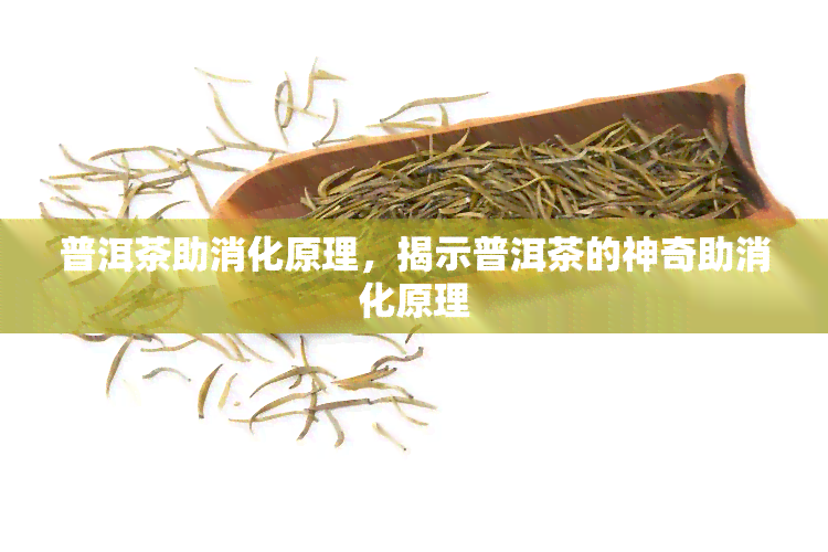 普洱茶助消化原理，揭示普洱茶的神奇助消化原理