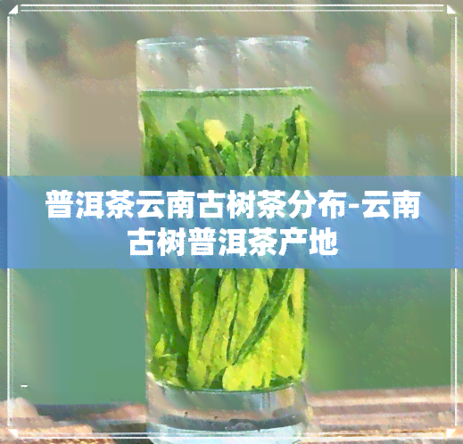 普洱茶云南古树茶分布-云南古树普洱茶产地