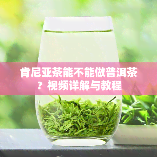 肯尼亚茶能不能做普洱茶？视频详解与教程