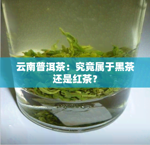 云南普洱茶：究竟属于黑茶还是红茶？