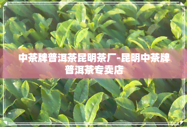 中茶牌普洱茶昆明茶厂-昆明中茶牌普洱茶专卖店