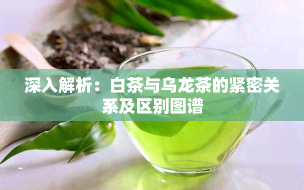 深入解析：白茶与乌龙茶的紧密关系及区别图谱