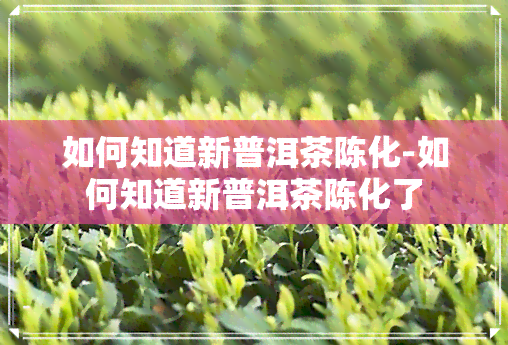 如何知道新普洱茶陈化-如何知道新普洱茶陈化了