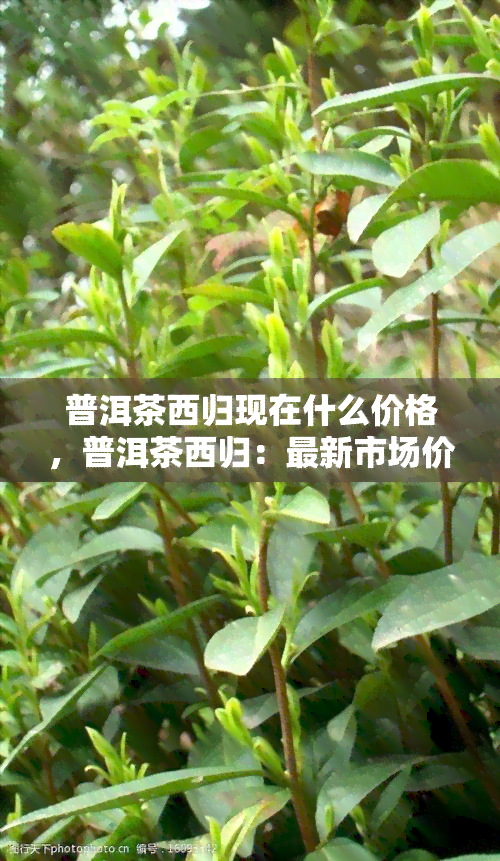 普洱茶西归现在什么价格，普洱茶西归：最新市场价格及趋势分析