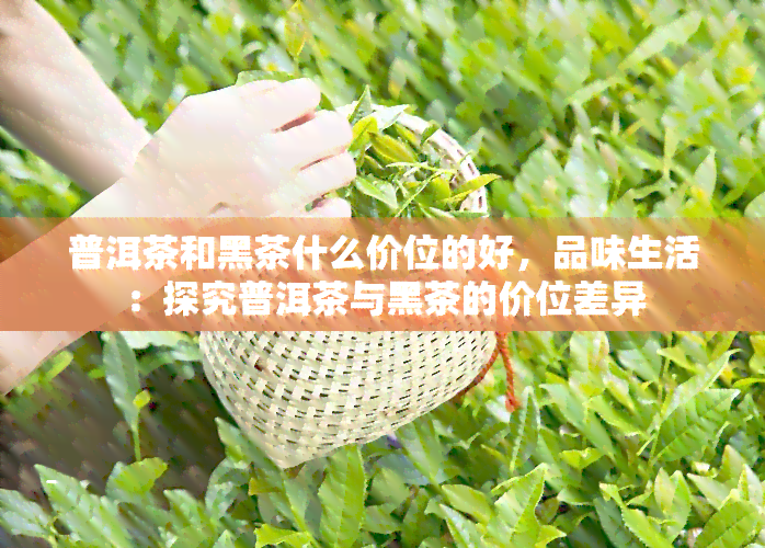 普洱茶和黑茶什么价位的好，品味生活：探究普洱茶与黑茶的价位差异