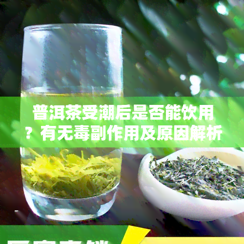 普洱茶受潮后是否能饮用？有无副作用及原因解析