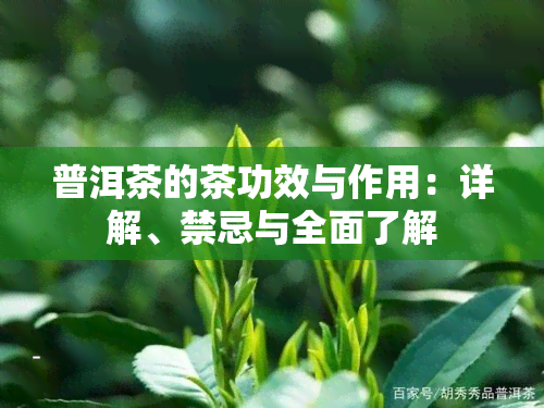 普洱茶的茶功效与作用：详解、禁忌与全面了解