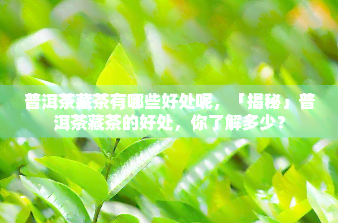 普洱茶藏茶有哪些好处呢，「揭秘」普洱茶藏茶的好处，你了解多少？