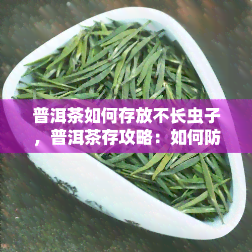 普洱茶如何存放不长虫子，普洱茶存攻略：如何防止茶叶长虫子？