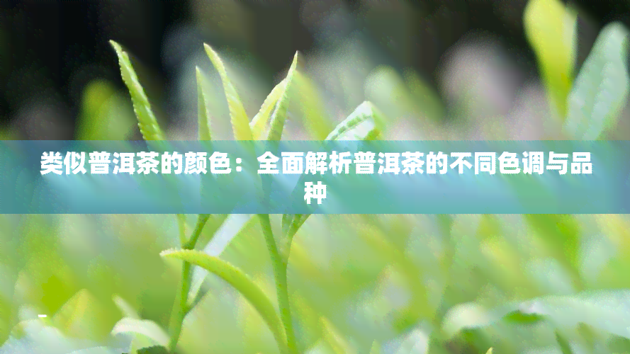 类似普洱茶的颜色：全面解析普洱茶的不同色调与品种