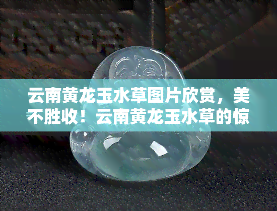 云南黄龙玉水草图片欣赏，美不胜收！云南黄龙玉水草的惊艳图片欣赏