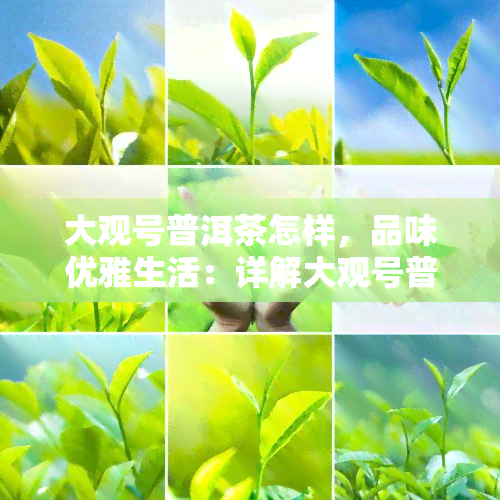 大观号普洱茶怎样，品味优雅生活：详解大观号普洱茶的魅力与品质