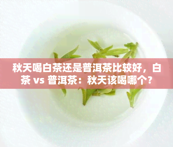 秋天喝白茶还是普洱茶比较好，白茶 vs 普洱茶：秋天该喝哪个？