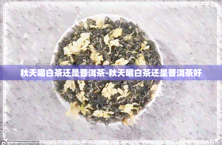 秋天喝白茶还是普洱茶-秋天喝白茶还是普洱茶好