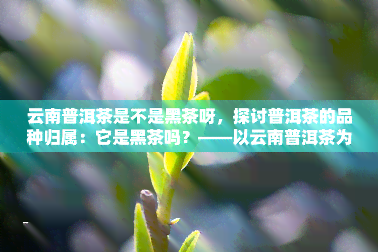 云南普洱茶是不是黑茶呀，探讨普洱茶的品种归属：它是黑茶吗？——以云南普洱茶为例