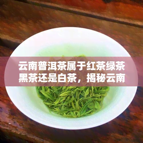 云南普洱茶属于红茶绿茶黑茶还是白茶，揭秘云南普洱茶的分类：是红茶、绿茶、黑茶还是白茶？