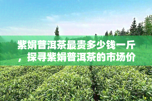 紫娟普洱茶最贵多少钱一斤，探寻紫娟普洱茶的市场价格：一斤最贵能卖多少？