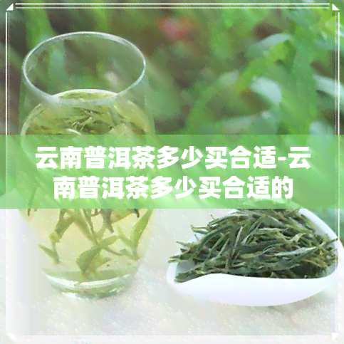 云南普洱茶多少买合适-云南普洱茶多少买合适的