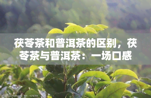 茯苓茶和普洱茶的区别，茯苓茶与普洱茶：一场口感与功效的较量